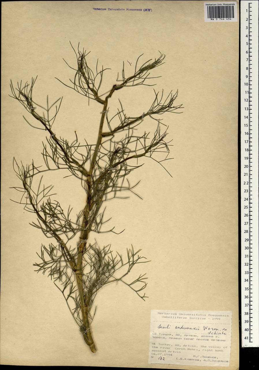 Seseli andronakii Woronow, Зарубежная Азия (ASIA) (Турция)