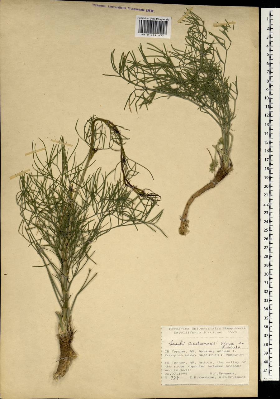 Seseli andronakii Woronow, Зарубежная Азия (ASIA) (Турция)