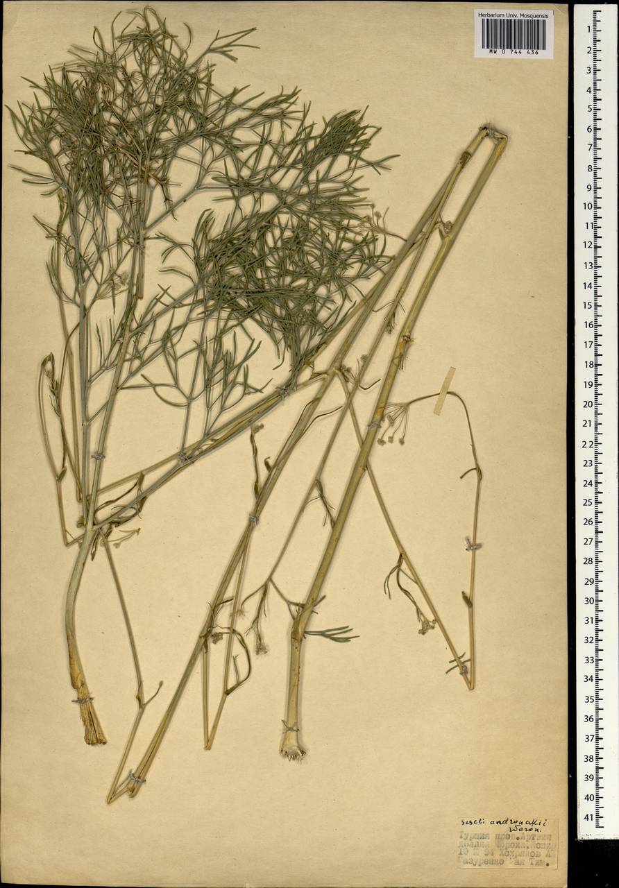 Seseli andronakii Woronow, Зарубежная Азия (ASIA) (Турция)