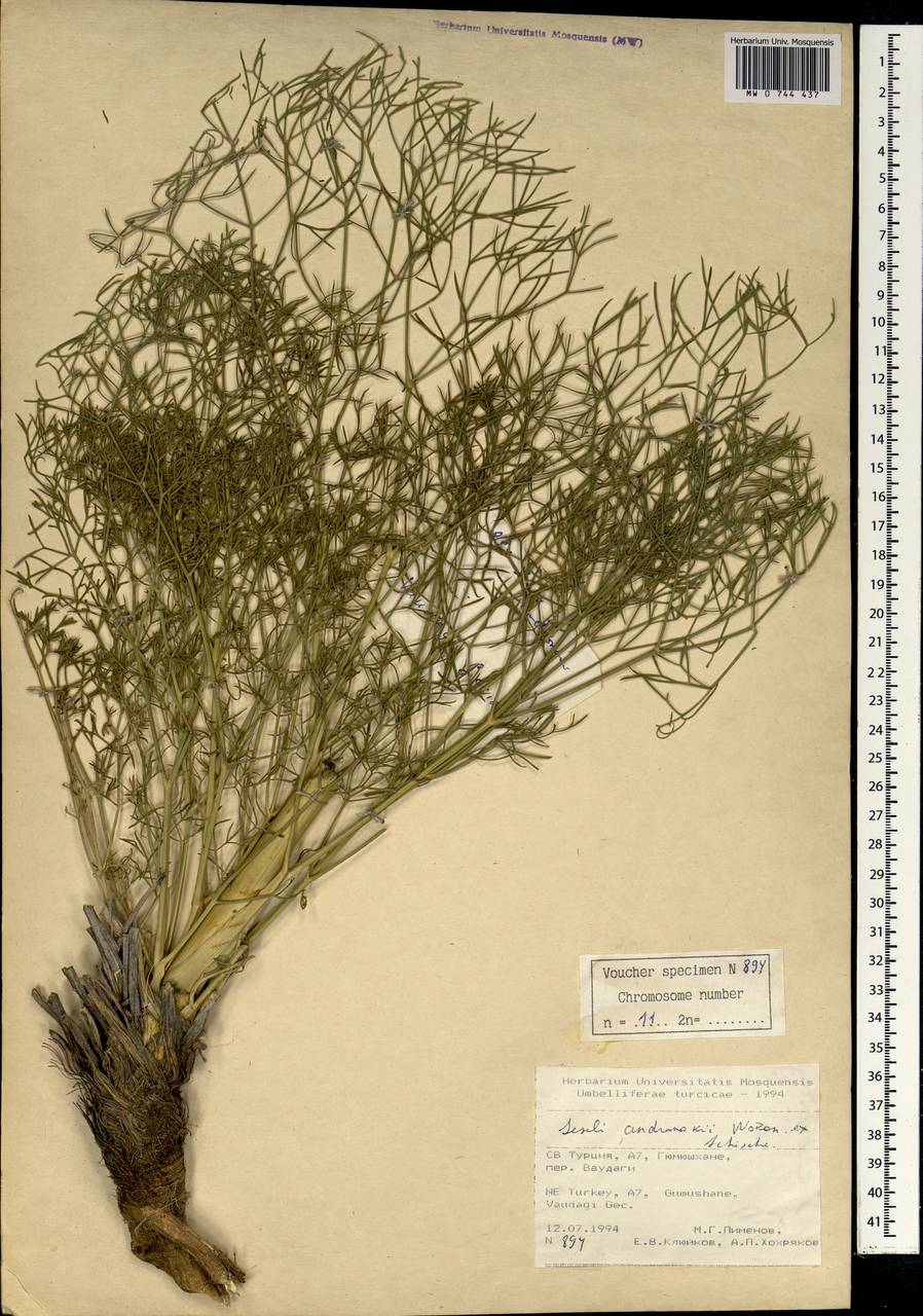 Seseli andronakii Woronow, Зарубежная Азия (ASIA) (Турция)