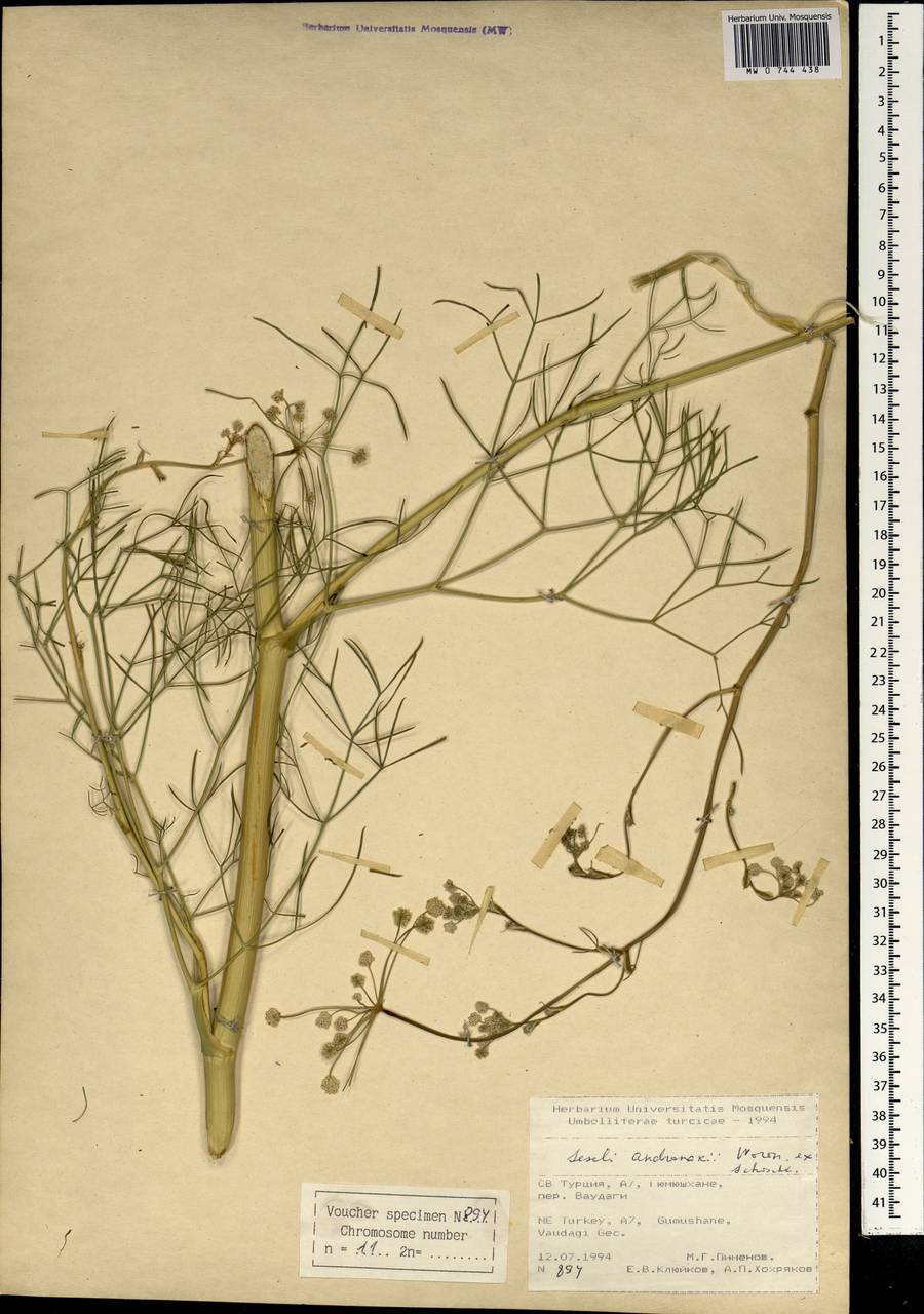 Seseli andronakii Woronow, Зарубежная Азия (ASIA) (Турция)