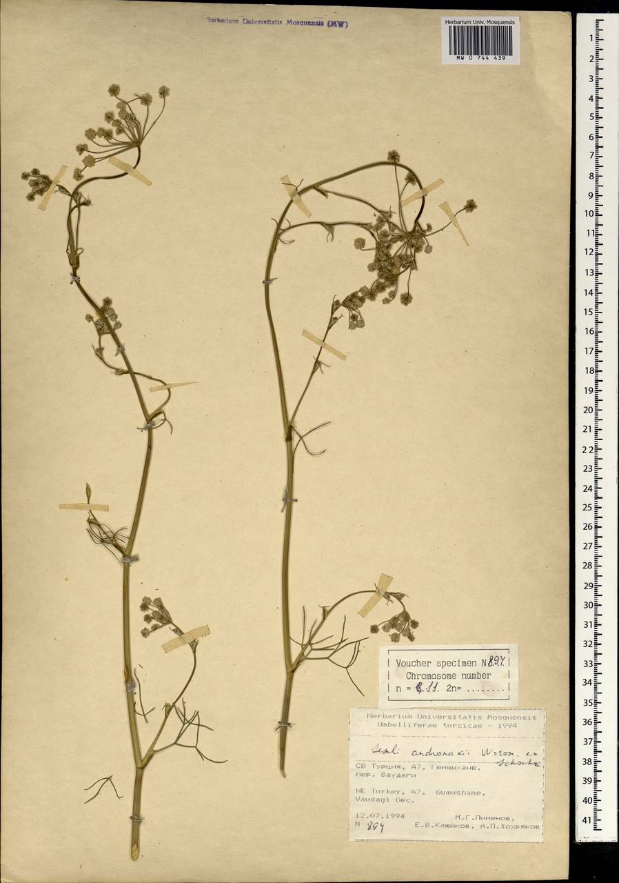 Seseli andronakii Woronow, Зарубежная Азия (ASIA) (Турция)