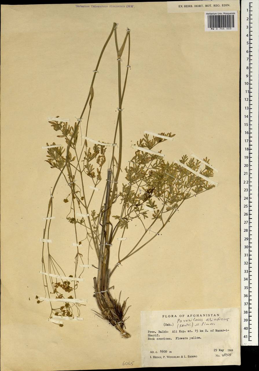 Парасилаус азиатский (Korov.) M.G. Pimenov, Зарубежная Азия (ASIA) (Афганистан)