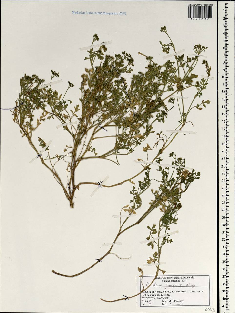 Cnidium japonicum Miq., Зарубежная Азия (ASIA) (Республика Корея)