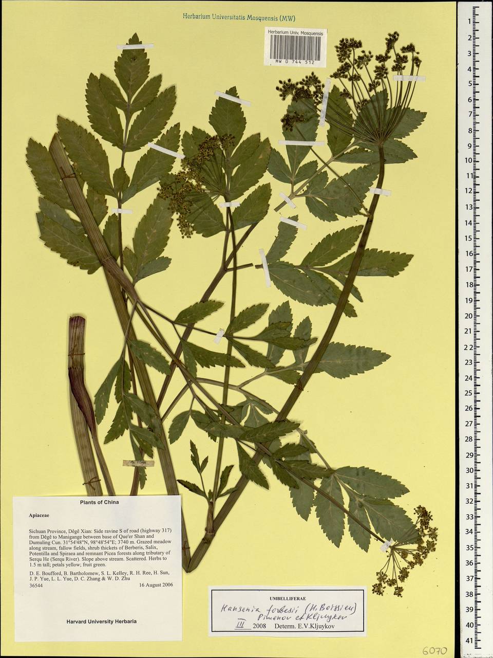 Hansenia forbesii (H. Boissieu) Pimenov & Kljuykov, Зарубежная Азия (ASIA) (КНР)