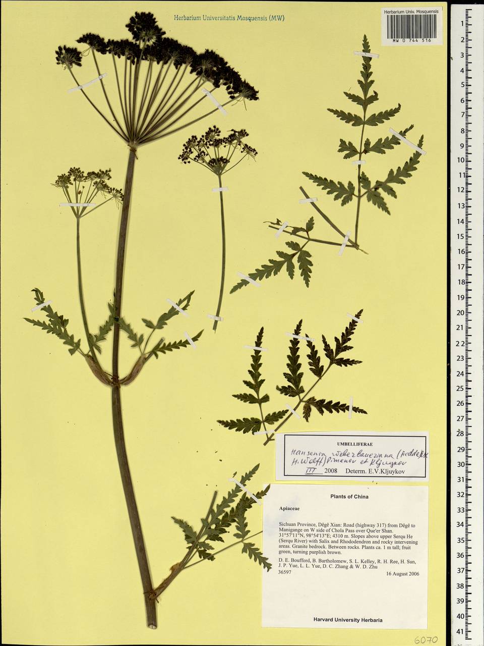 Ханзения Вебербауэра (Fedde ex H. Wolff) Pimenov & Kljuykov, Зарубежная Азия (ASIA) (КНР)