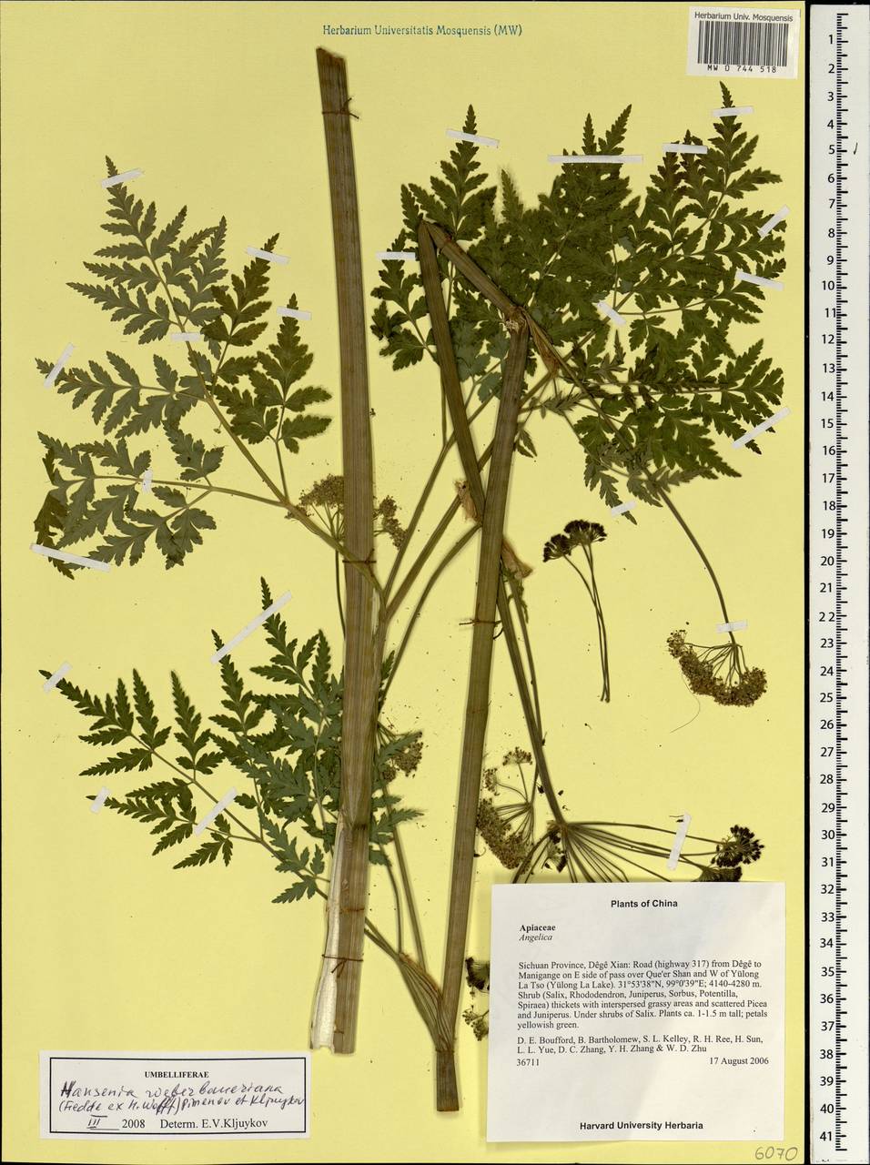 Ханзения Вебербауэра (Fedde ex H. Wolff) Pimenov & Kljuykov, Зарубежная Азия (ASIA) (КНР)