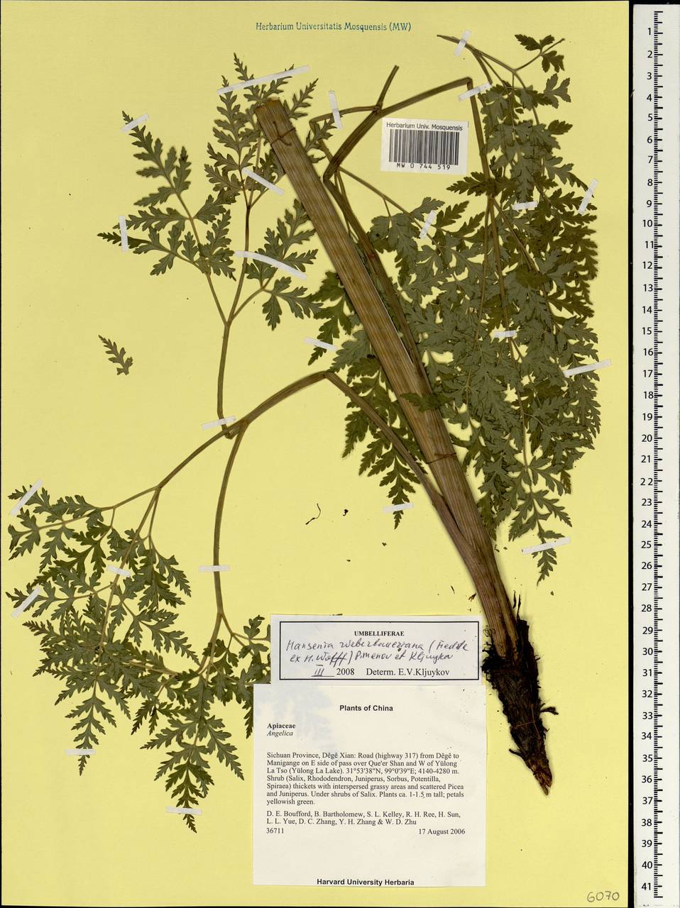 Ханзения Вебербауэра (Fedde ex H. Wolff) Pimenov & Kljuykov, Зарубежная Азия (ASIA) (КНР)