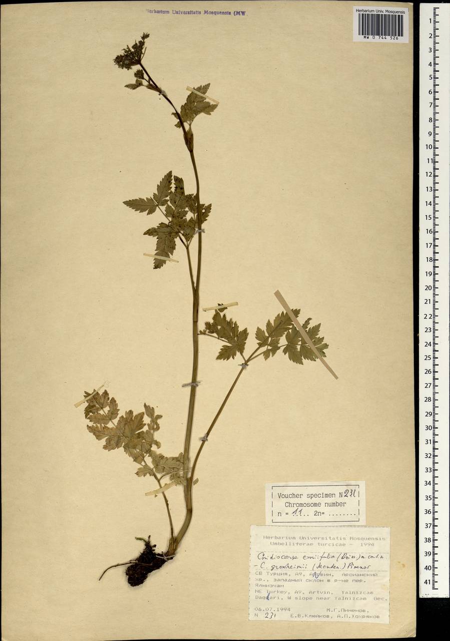 Selinum pauciradiatum (Sommier & Levier) Leute, Зарубежная Азия (ASIA) (Турция)