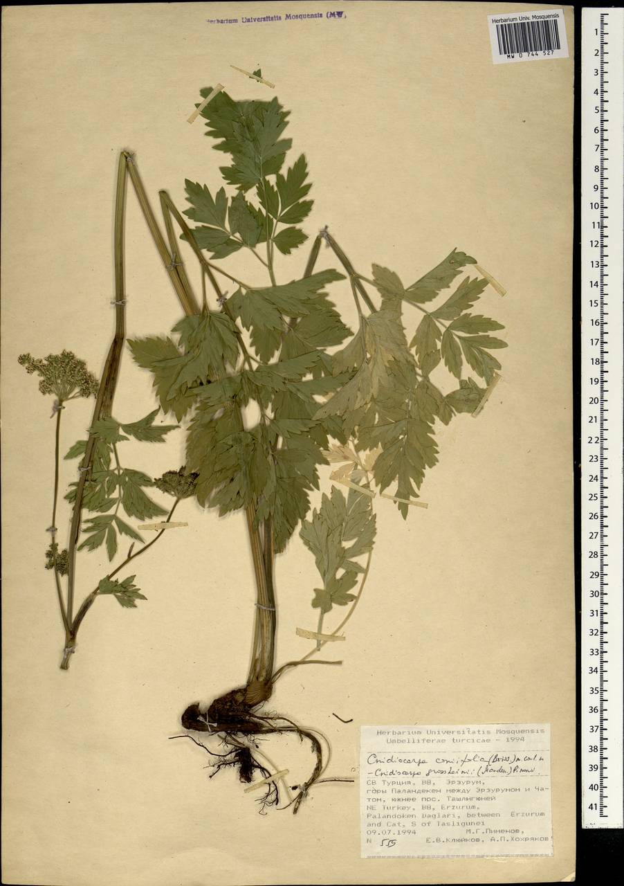 Selinum pauciradiatum (Sommier & Levier) Leute, Зарубежная Азия (ASIA) (Турция)