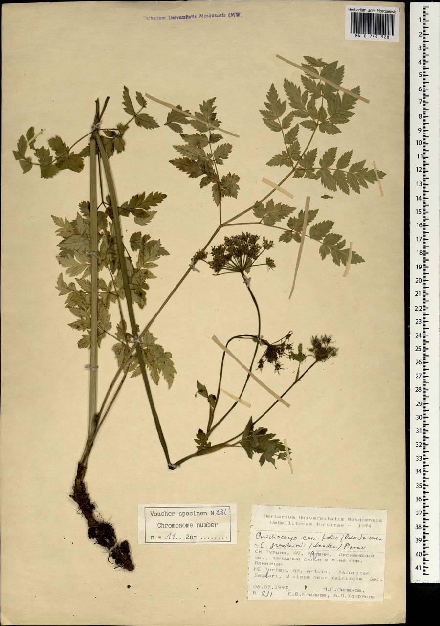 Selinum pauciradiatum (Sommier & Levier) Leute, Зарубежная Азия (ASIA) (Турция)