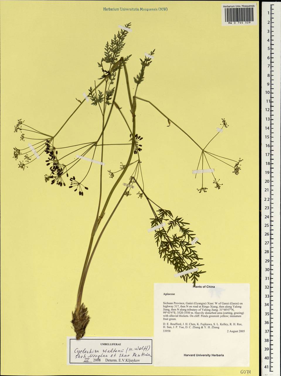 Cyclorhiza waltonii (H. Wolff) M.L. Sheh & Shan, Зарубежная Азия (ASIA) (КНР)