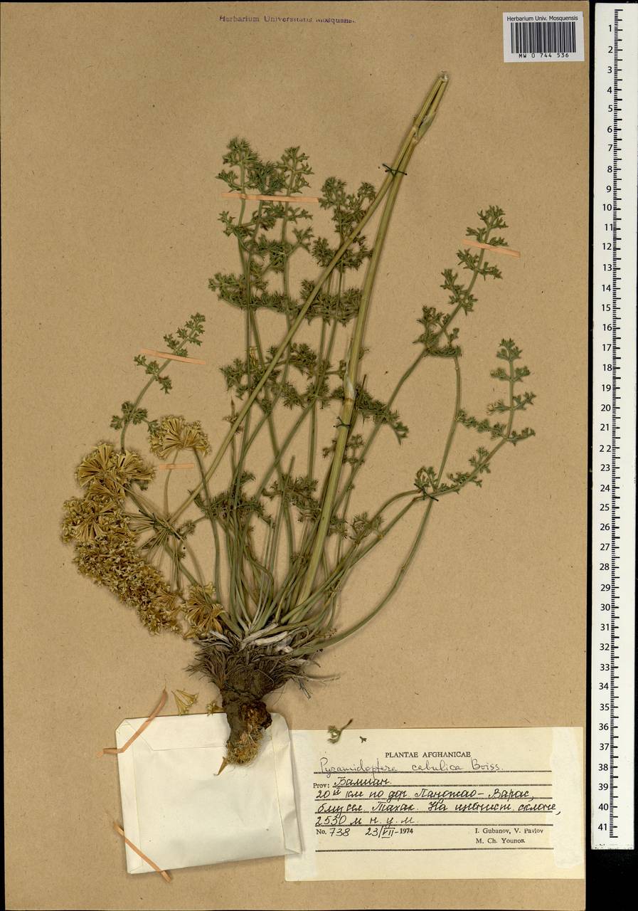 Pyramidoptera cabulica Boiss., Зарубежная Азия (ASIA) (Афганистан)