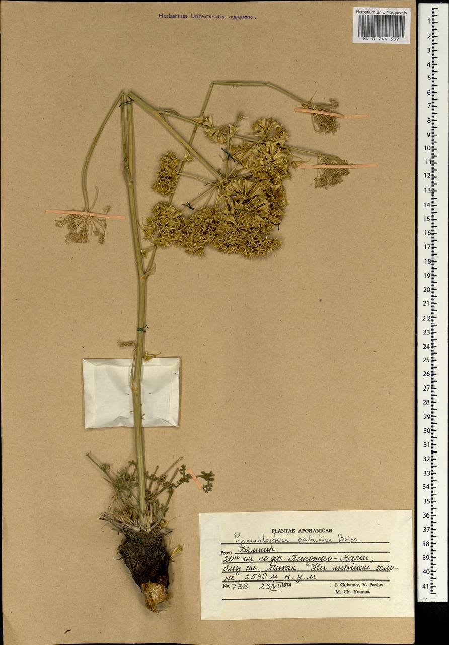 Pyramidoptera cabulica Boiss., Зарубежная Азия (ASIA) (Афганистан)