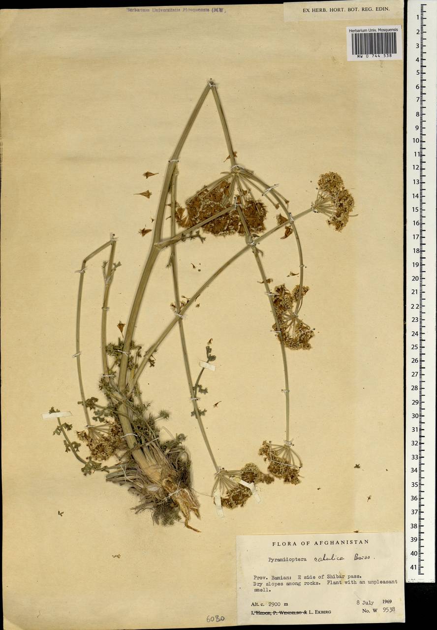 Pyramidoptera cabulica Boiss., Зарубежная Азия (ASIA) (Афганистан)