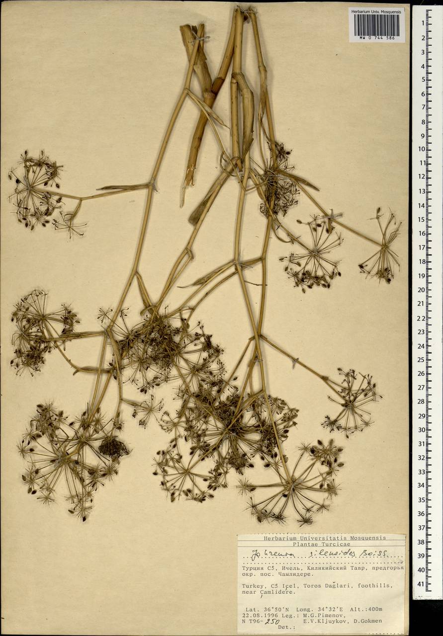 Ferula elaeochytris Korovin, Зарубежная Азия (ASIA) (Турция)