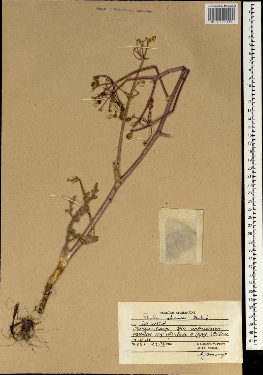 Ferula racemosoumbellata (Gilli) Rech.fil., Зарубежная Азия (ASIA) (Афганистан)