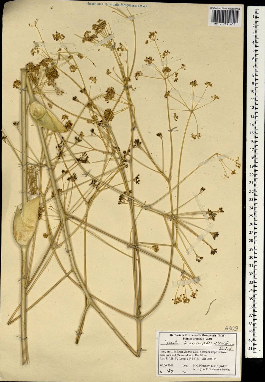 Ферула Хаускнехта H.Wolff ex Rech.fil., Зарубежная Азия (ASIA) (Иран)