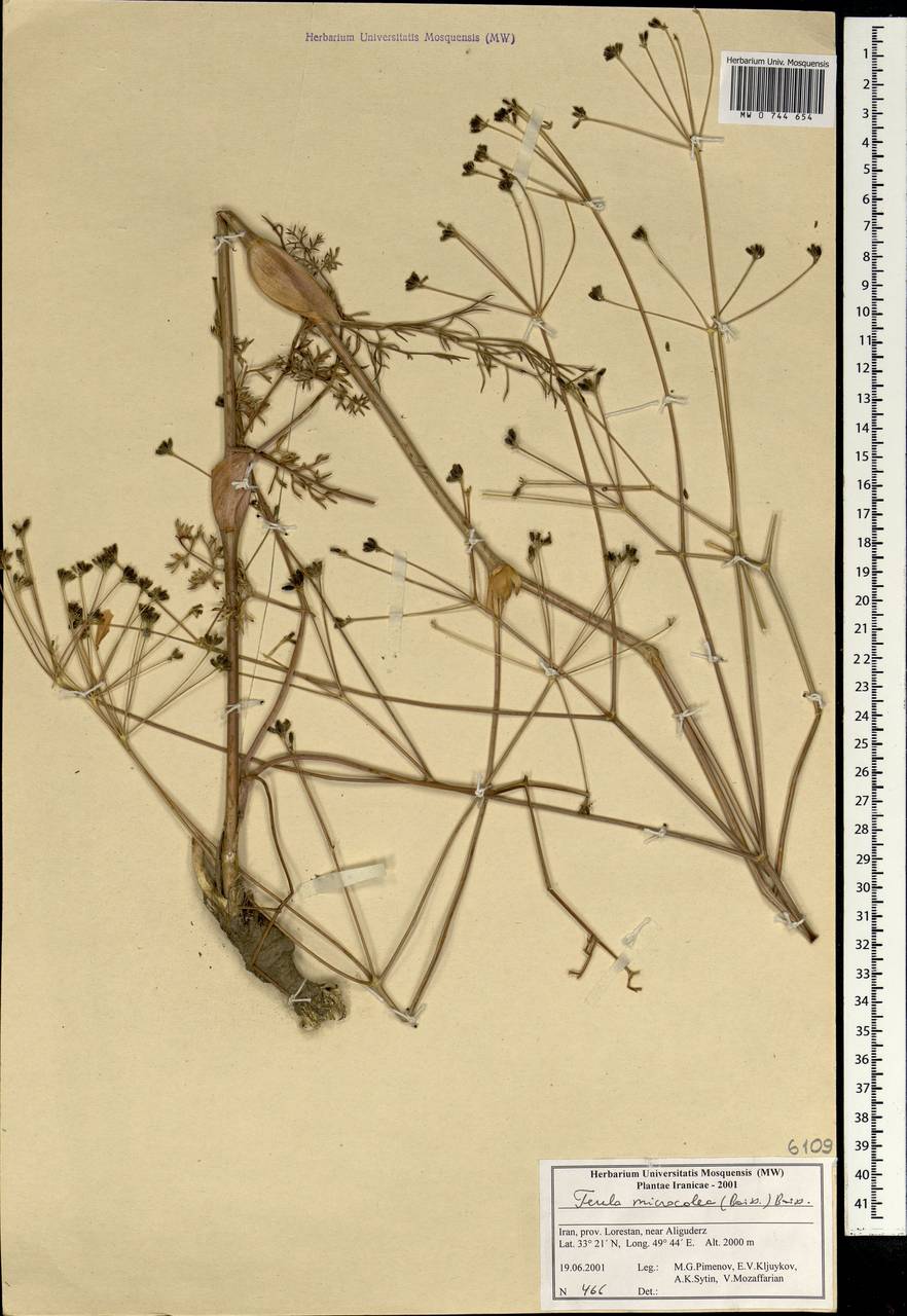 Ferula microcolea (Boiss.) Boiss., Зарубежная Азия (ASIA) (Иран)