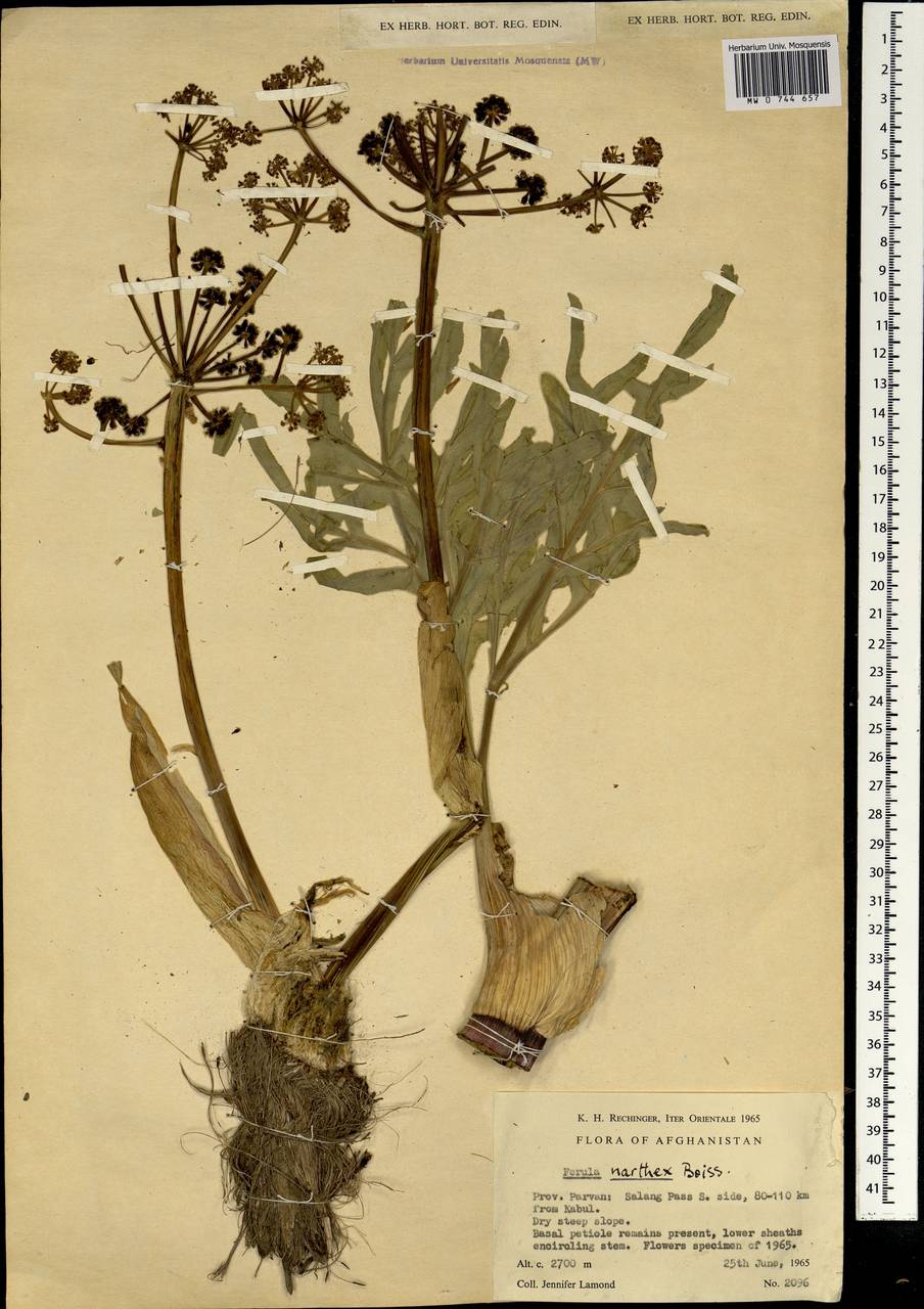 Ferula narthex Boiss., Зарубежная Азия (ASIA) (Афганистан)