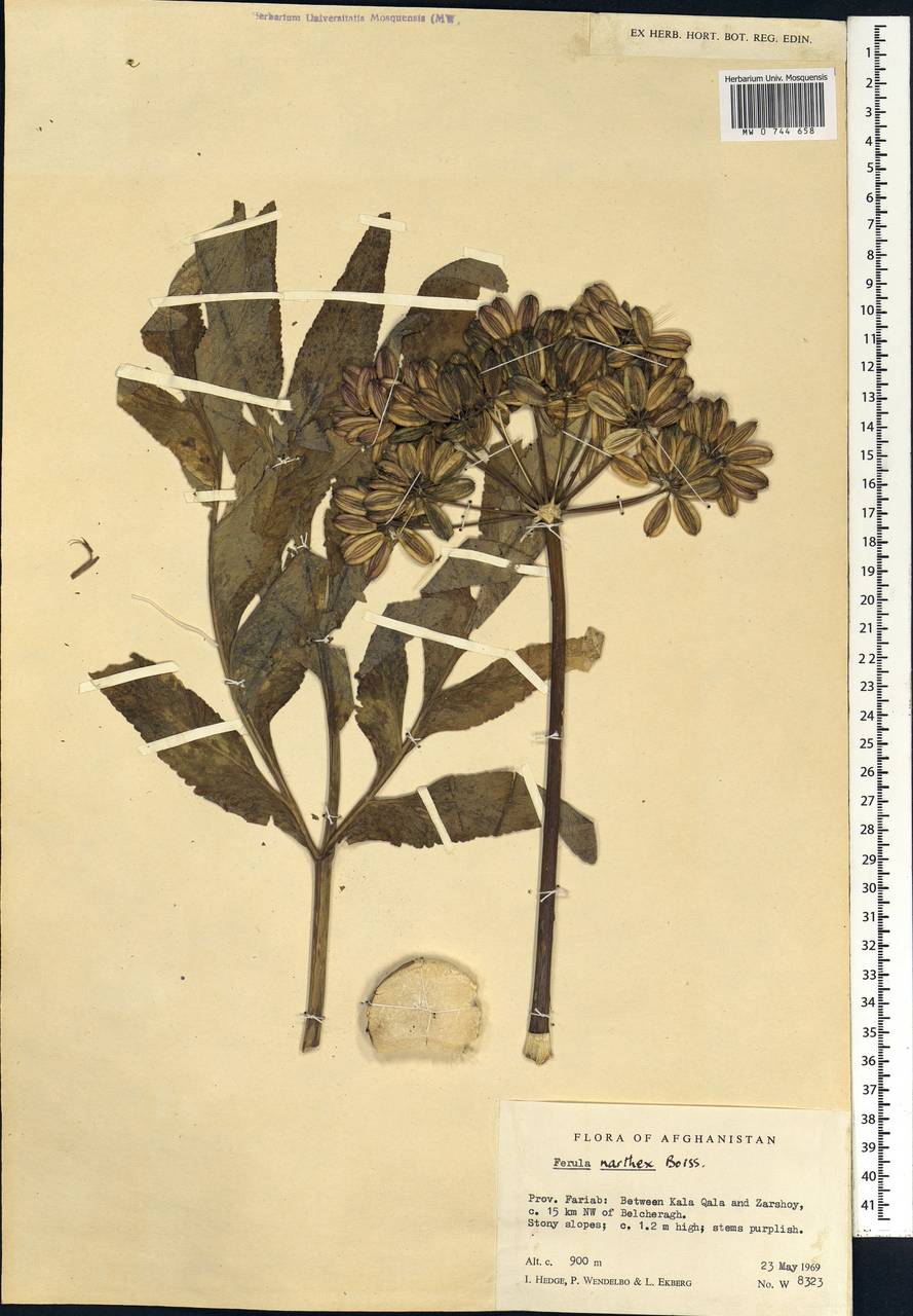 Ferula narthex Boiss., Зарубежная Азия (ASIA) (Афганистан)