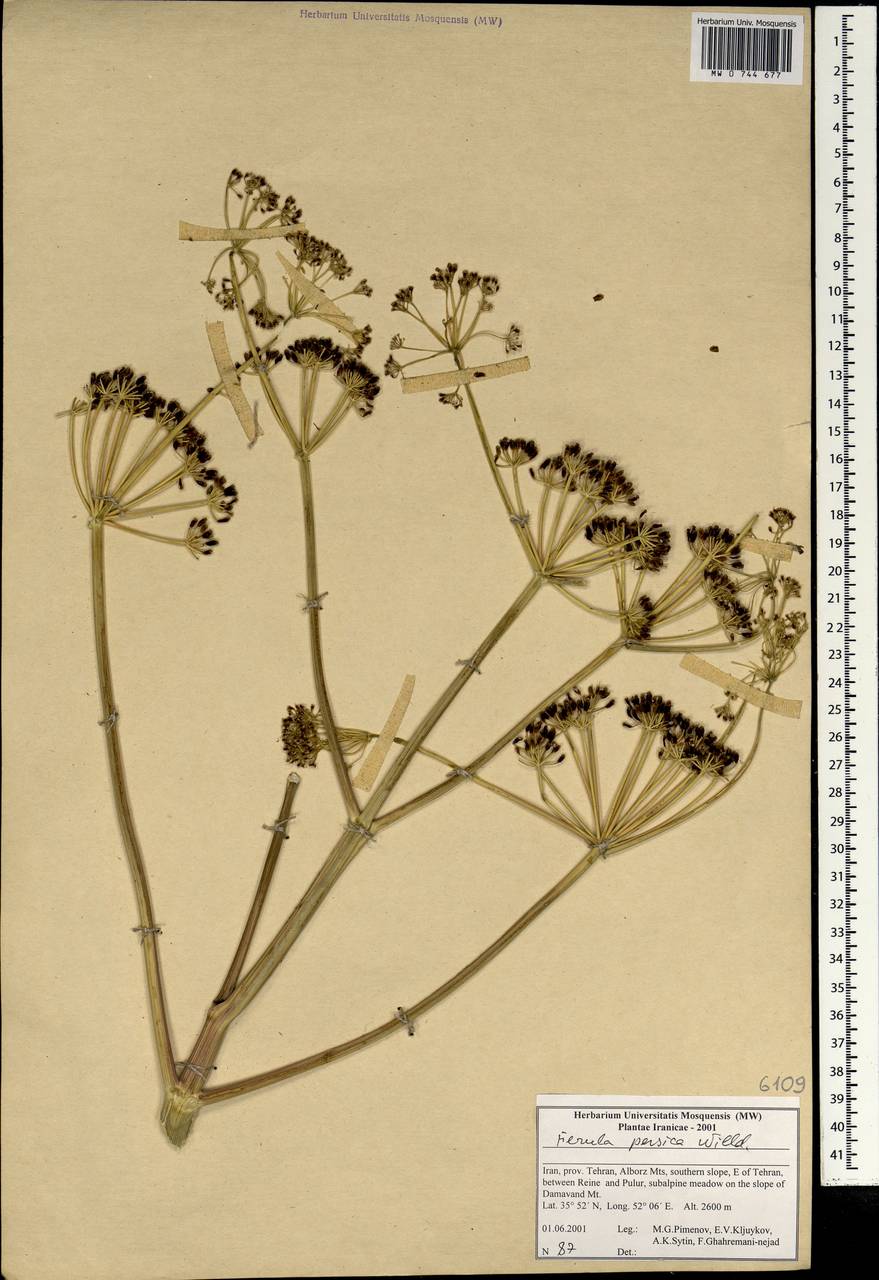 Ферула персидская Willd., Зарубежная Азия (ASIA) (Иран)