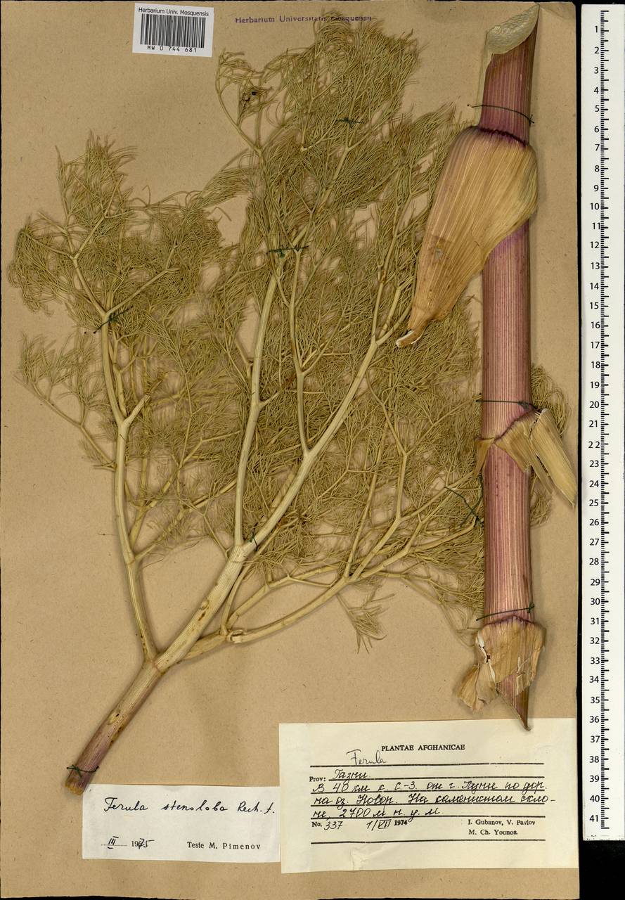 Ferula stenoloba Rech.fil., Зарубежная Азия (ASIA) (Афганистан)