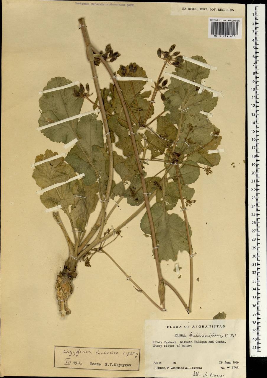 Ладыгиния бухарская Lipsky, Зарубежная Азия (ASIA) (Афганистан)