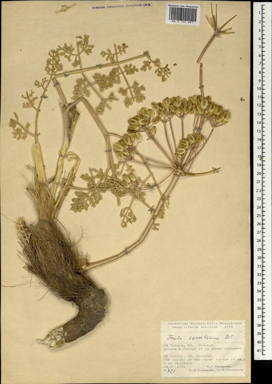 Ферула Совича DC., Зарубежная Азия (ASIA) (Турция)