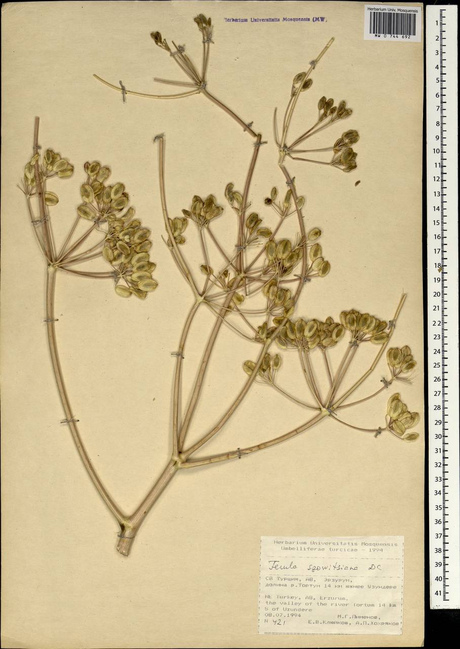 Ферула Совича DC., Зарубежная Азия (ASIA) (Турция)