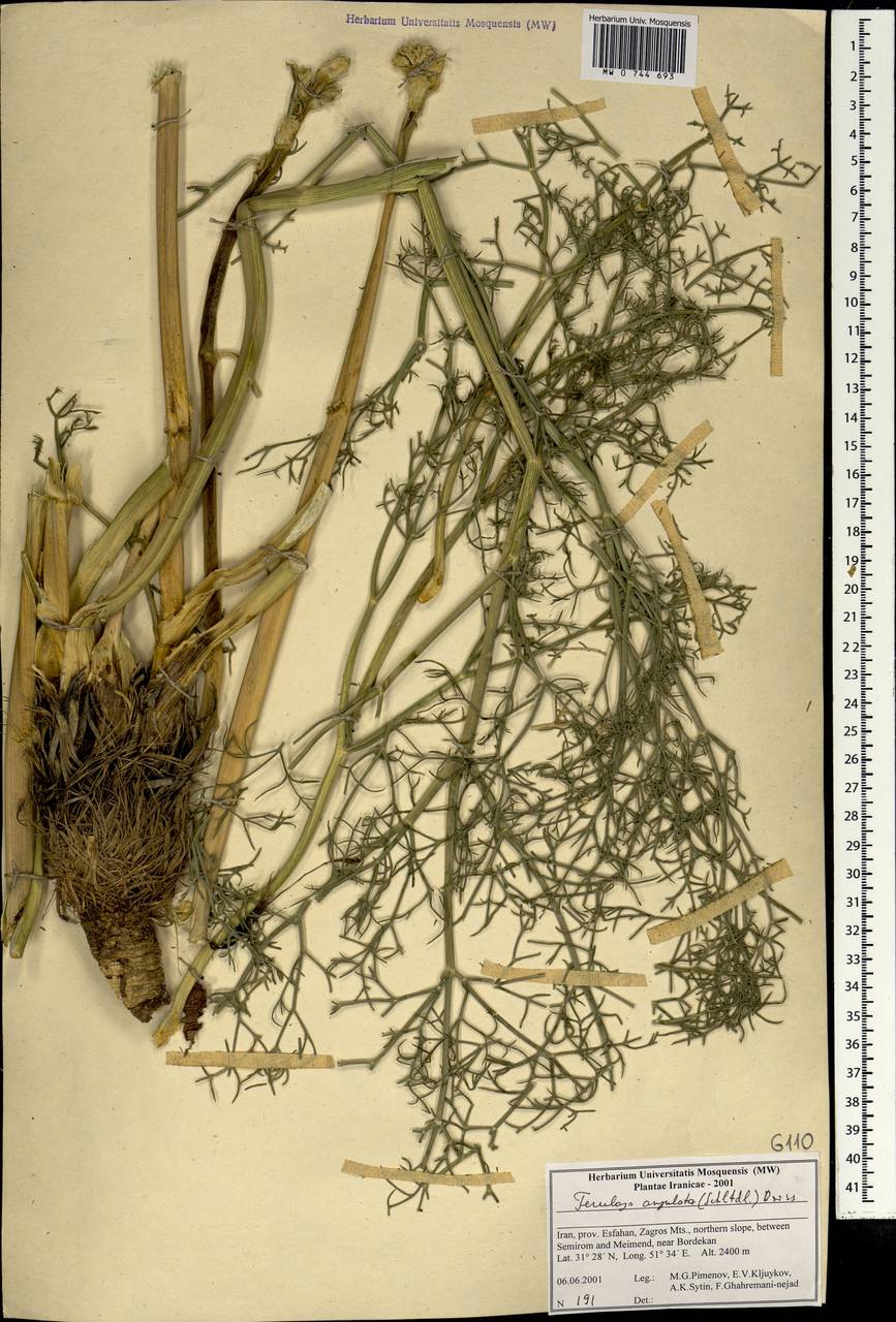 Ferulago angulata (Schltdl.) Boiss., Зарубежная Азия (ASIA) (Иран)