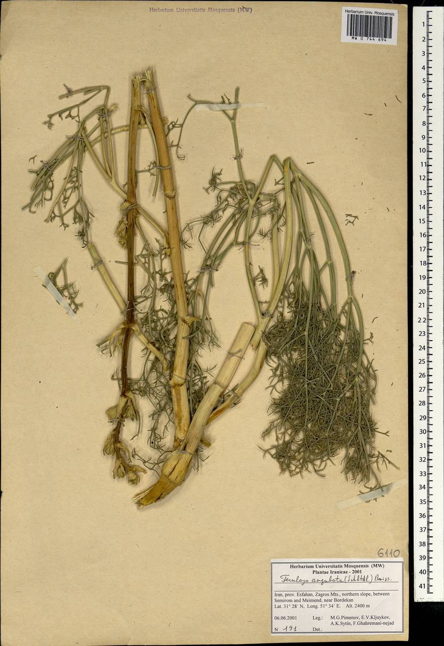 Ferulago angulata (Schltdl.) Boiss., Зарубежная Азия (ASIA) (Иран)
