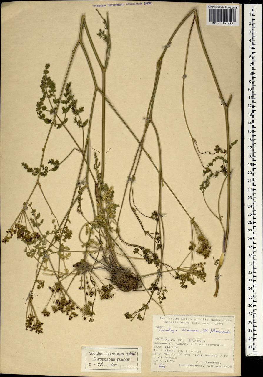 Ferulago armena (DC.) Bernardi, Зарубежная Азия (ASIA) (Турция)