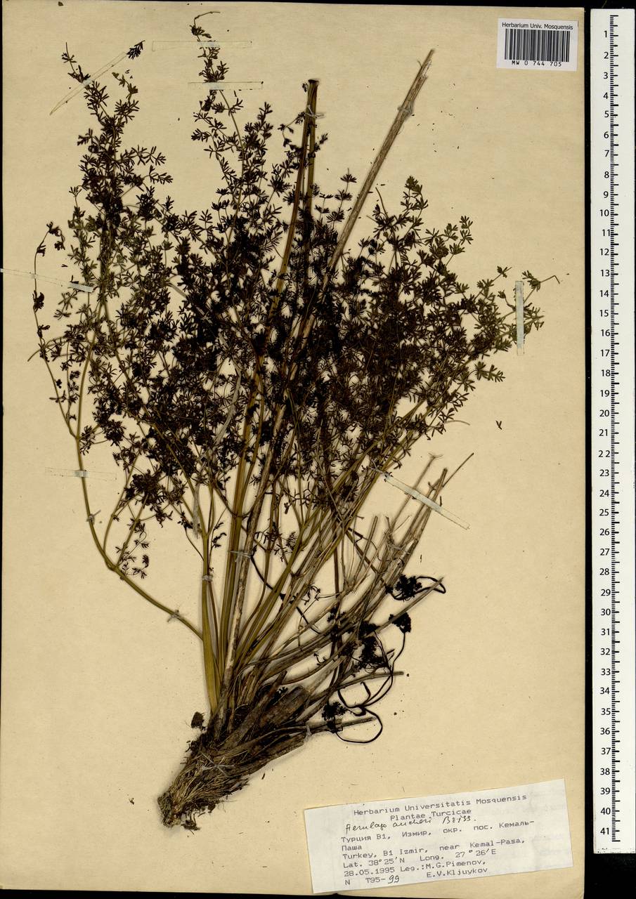 Ferulago aucheri Boiss., Зарубежная Азия (ASIA) (Турция)
