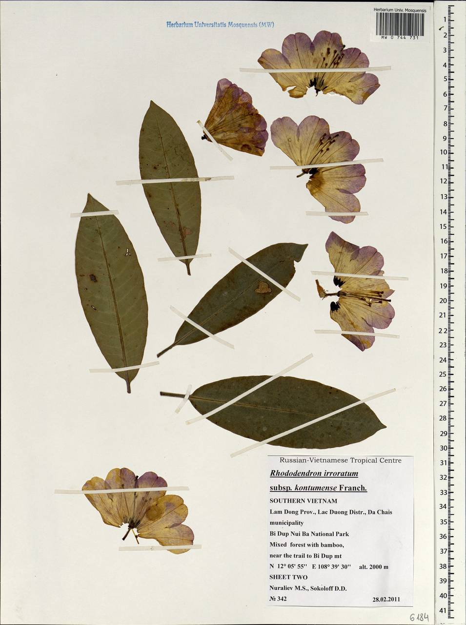 Rhododendron irroratum subsp. kontumense (Sleumer) Chamb., Зарубежная Азия (ASIA) (Вьетнам)