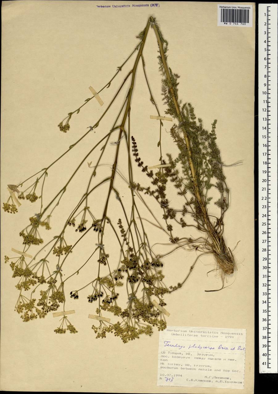 Ferulago platycarpa Boiss. & Balansa, Зарубежная Азия (ASIA) (Турция)