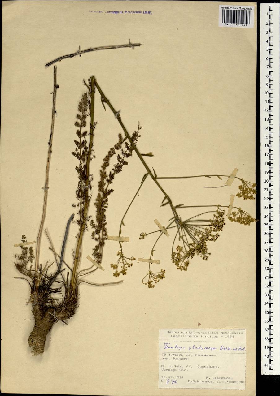 Ferulago platycarpa Boiss. & Balansa, Зарубежная Азия (ASIA) (Турция)