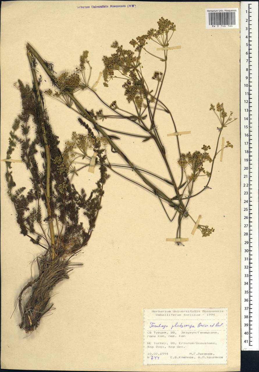 Ferulago platycarpa Boiss. & Balansa, Зарубежная Азия (ASIA) (Турция)