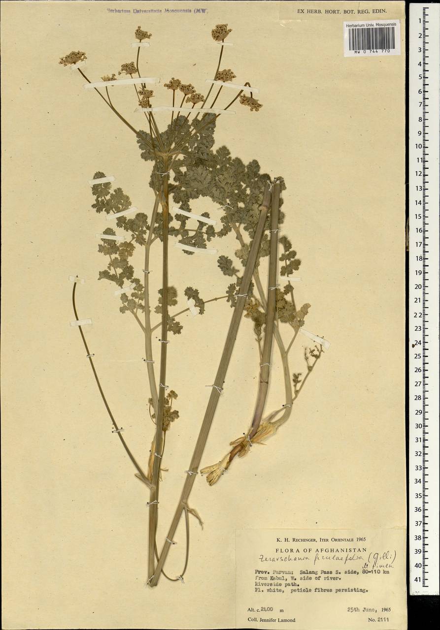 Zeravschania ferulifolia (Gilli) Pimenov, Зарубежная Азия (ASIA) (Афганистан)