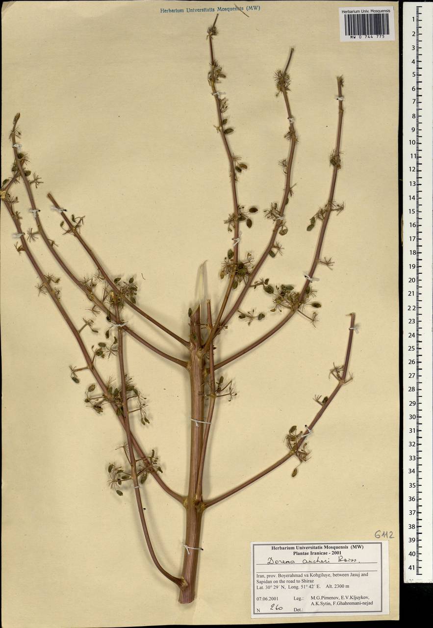 Ferula aucheri (Boiss.) Piwczyñski, Spalik, M.Panahi & Puchałka, Зарубежная Азия (ASIA) (Иран)