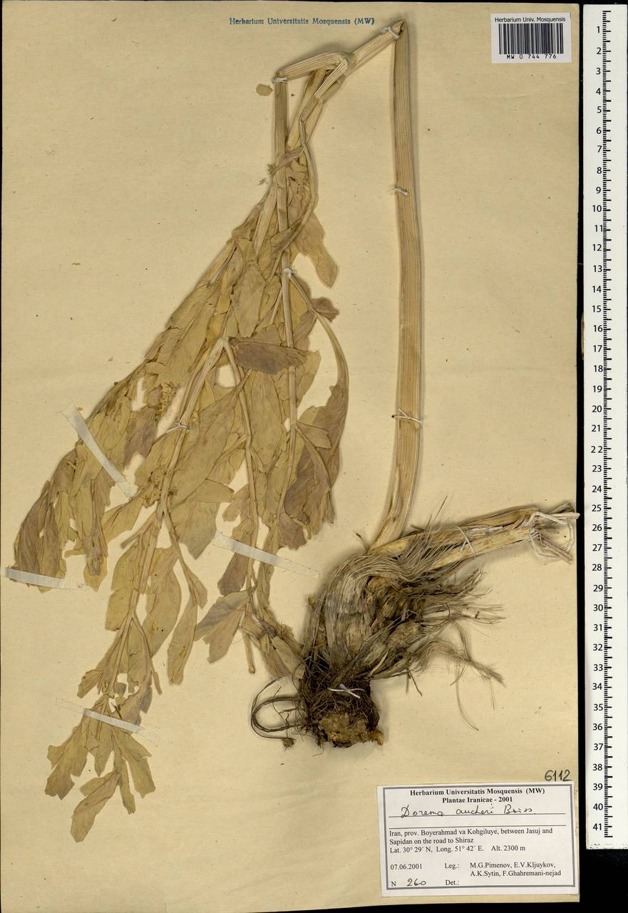 Ferula aucheri (Boiss.) Piwczyñski, Spalik, M.Panahi & Puchałka, Зарубежная Азия (ASIA) (Иран)