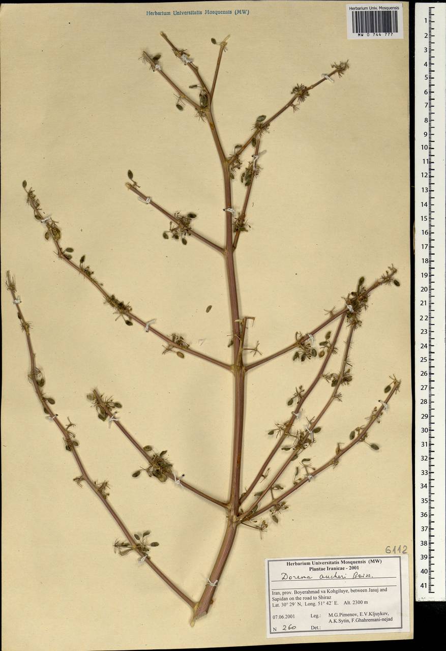 Ferula aucheri (Boiss.) Piwczyñski, Spalik, M.Panahi & Puchałka, Зарубежная Азия (ASIA) (Иран)