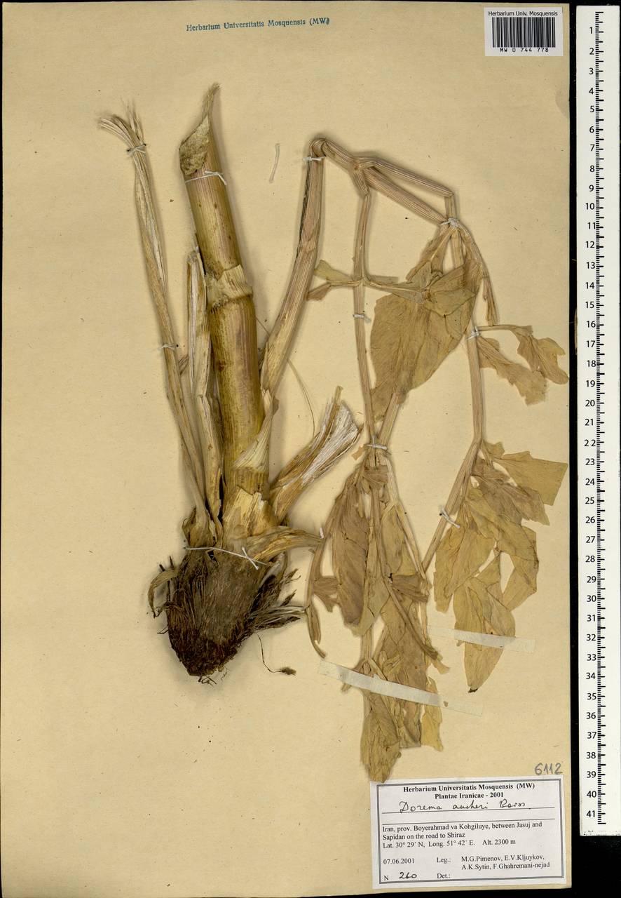 Ferula aucheri (Boiss.) Piwczyñski, Spalik, M.Panahi & Puchałka, Зарубежная Азия (ASIA) (Иран)