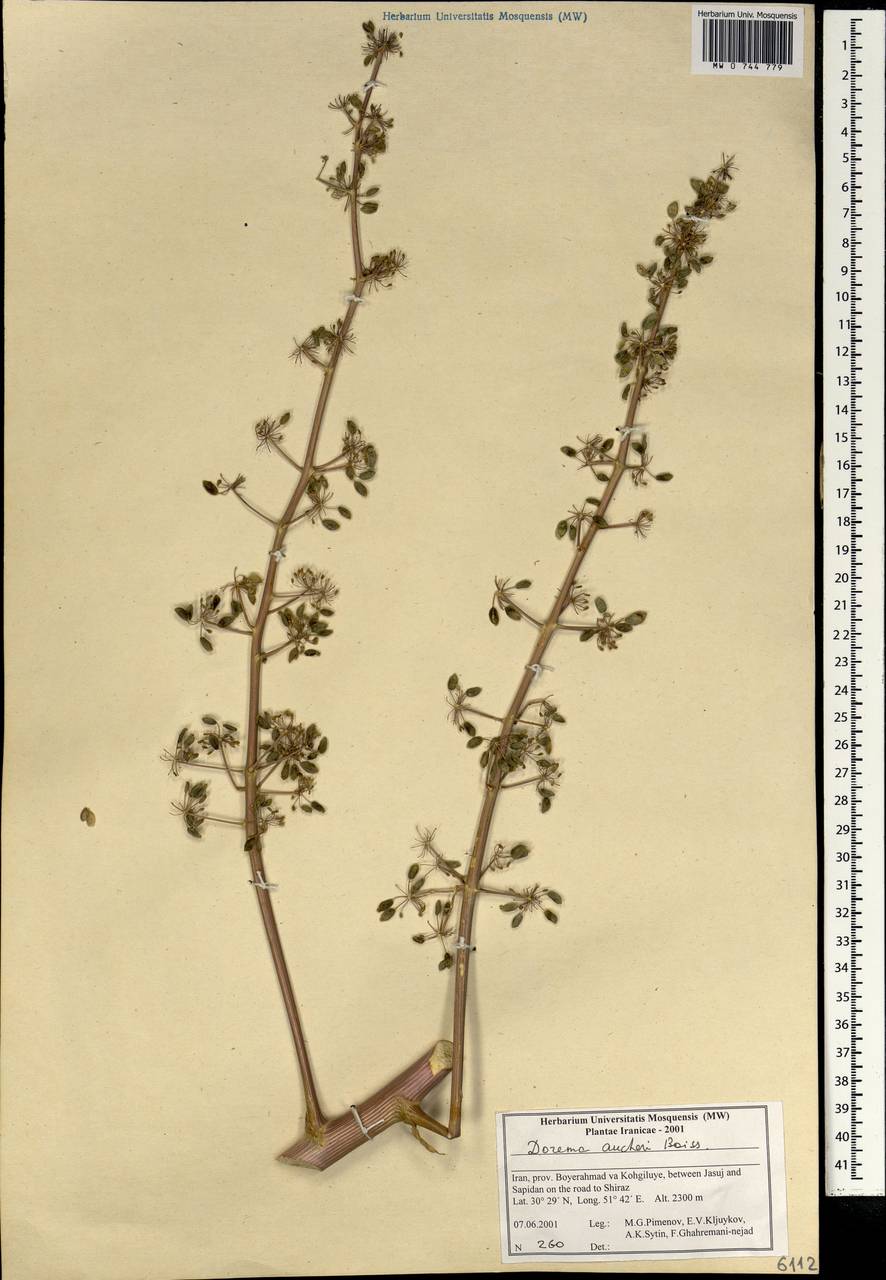 Ferula aucheri (Boiss.) Piwczyñski, Spalik, M.Panahi & Puchałka, Зарубежная Азия (ASIA) (Иран)