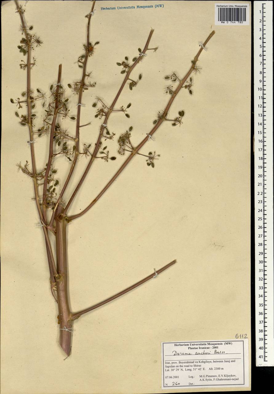 Ferula aucheri (Boiss.) Piwczyñski, Spalik, M.Panahi & Puchałka, Зарубежная Азия (ASIA) (Иран)