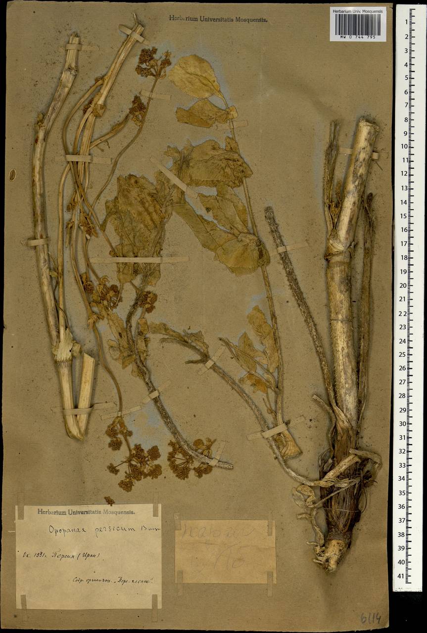 Опопанакс персидский Boiss., Зарубежная Азия (ASIA) (Иран)