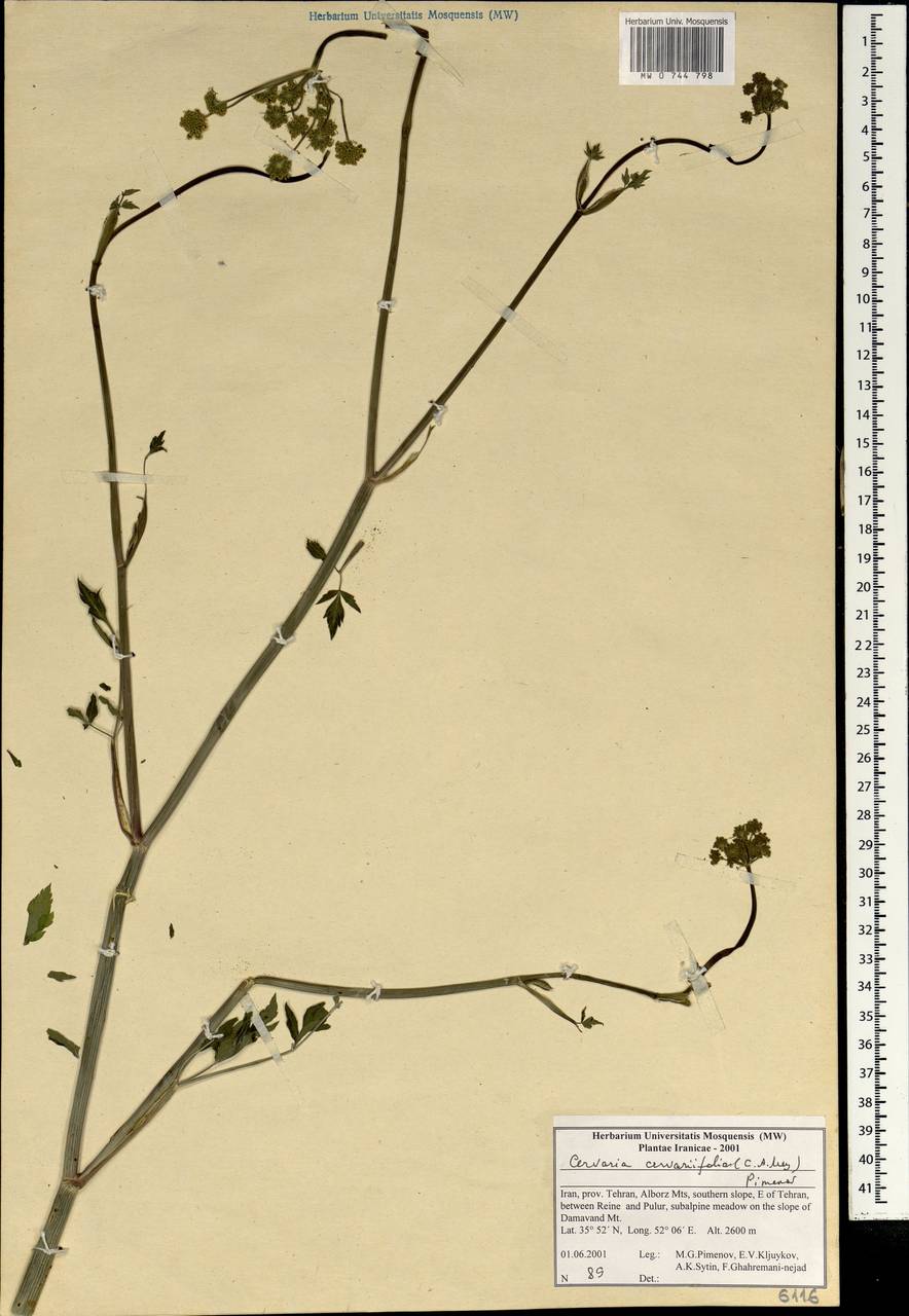 Cervaria cervariifolia (C.A.Mey.) Pimenov, Зарубежная Азия (ASIA) (Иран)