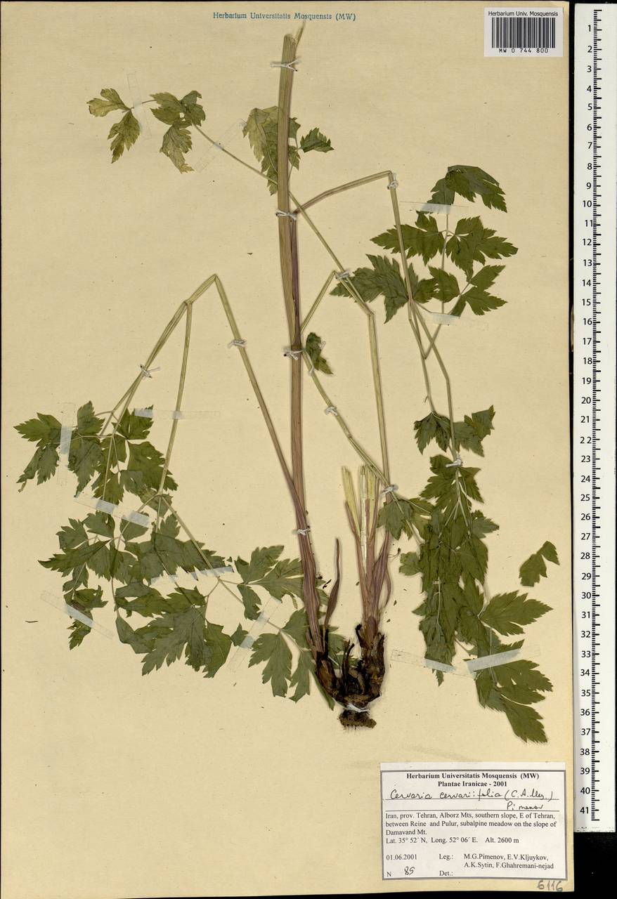 Cervaria cervariifolia (C.A.Mey.) Pimenov, Зарубежная Азия (ASIA) (Иран)