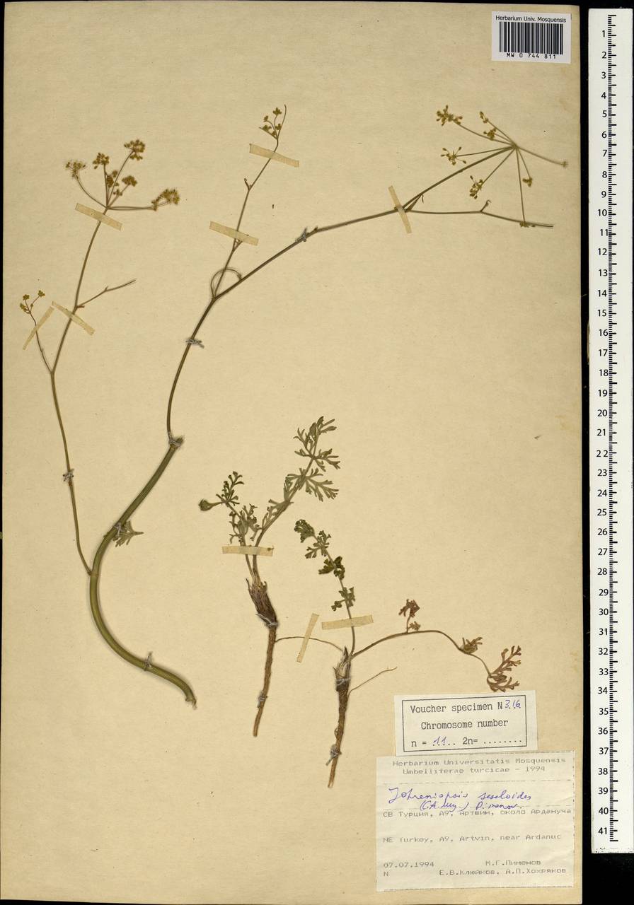 Дихоропеталум жабрицевидный (C. A. Mey.) Pimenov & Kljuykov, Зарубежная Азия (ASIA) (Турция)