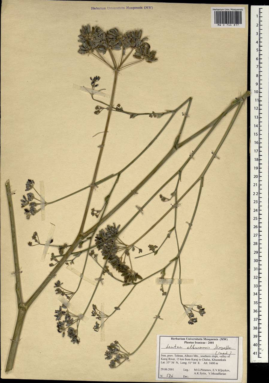 Ferula elbursensis (Mozaff.) Spalik & S.R.Downie, Зарубежная Азия (ASIA) (Иран)